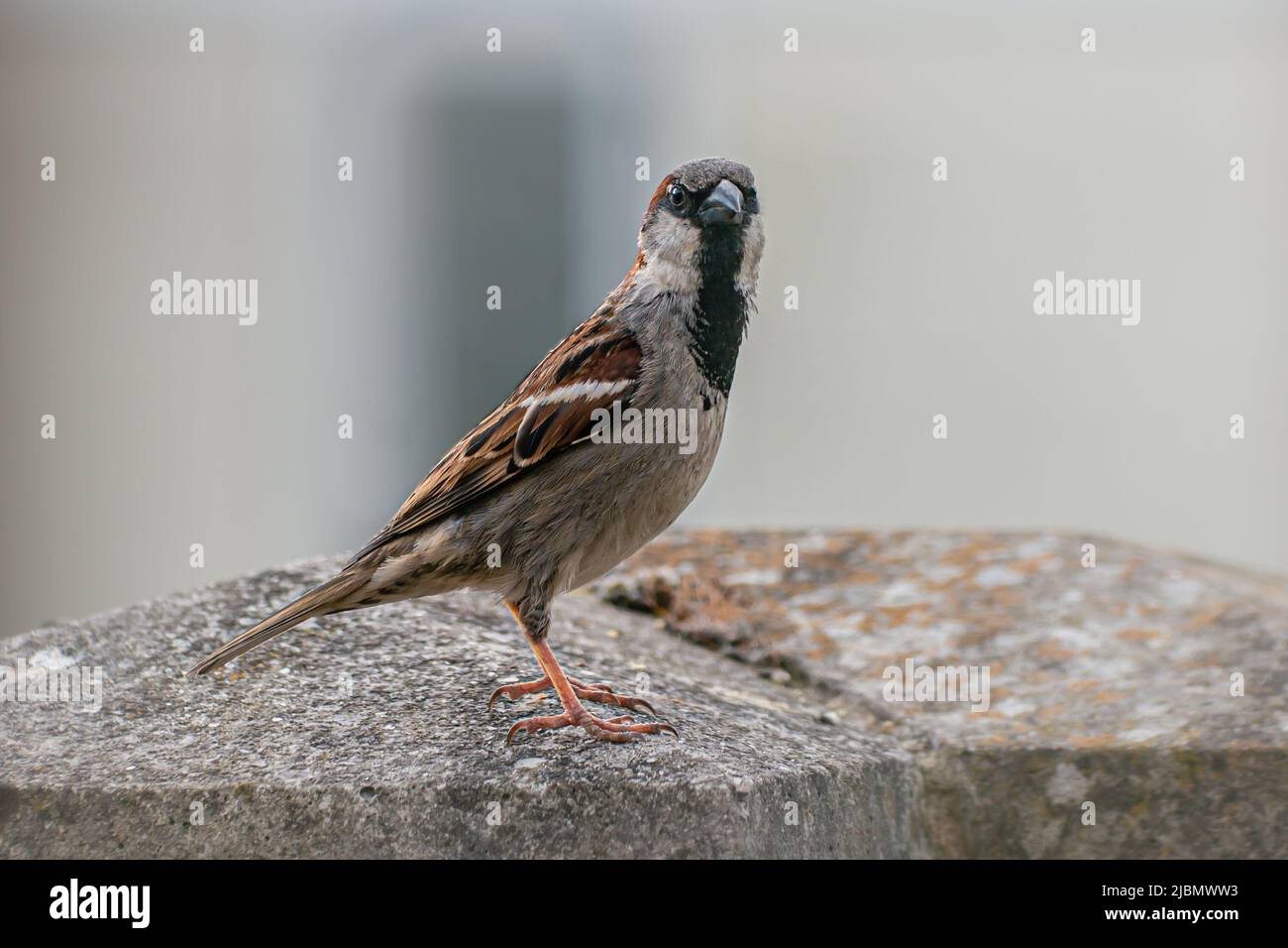 An adult male house sparrow standing tall on a garden wall Stock Photo
