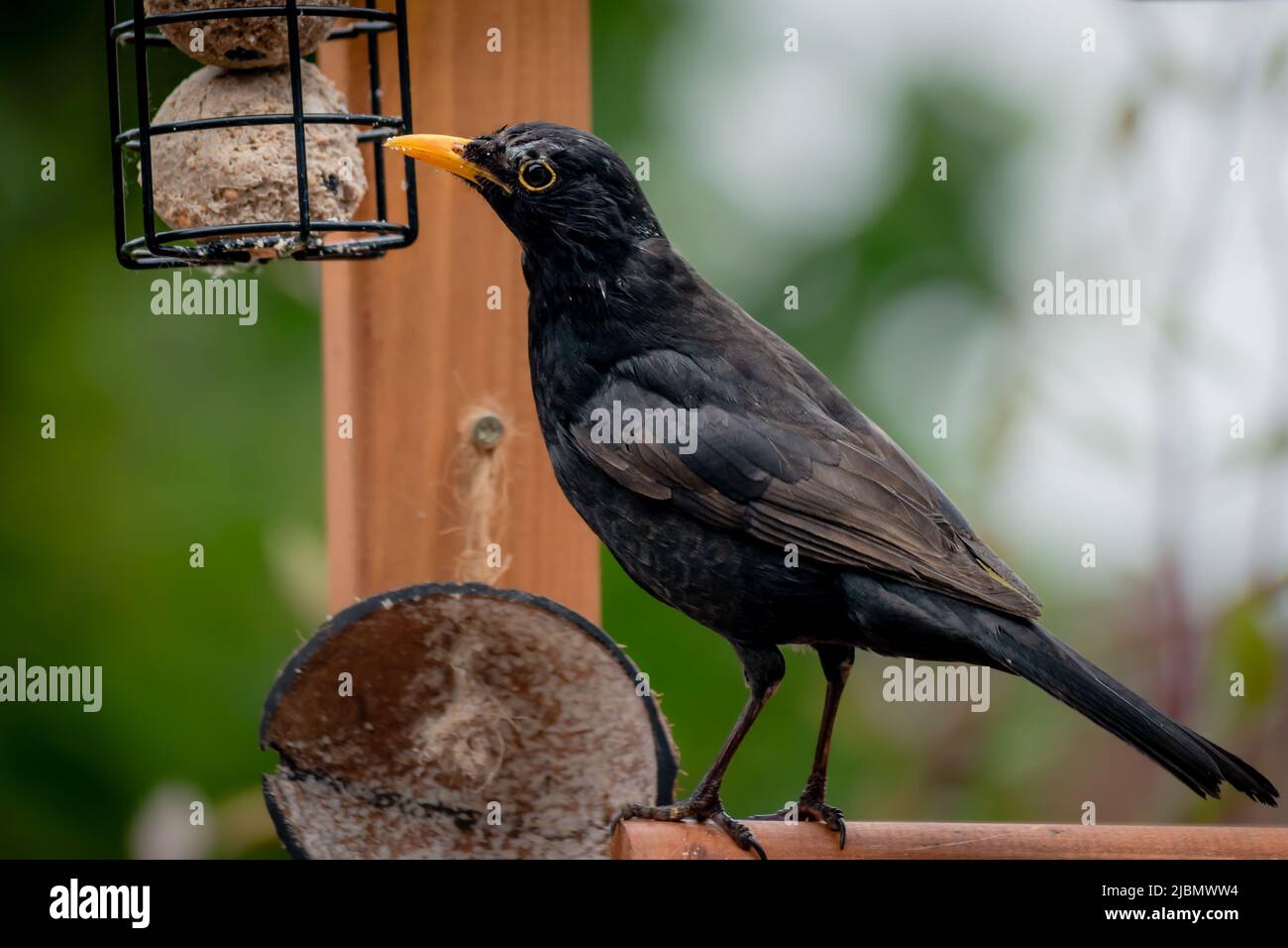 A male blackbird feeding on suet fat balls in a garden bird feeder Stock Photo
