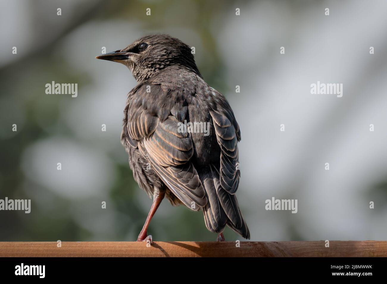 Back and wings of juvenile fledgling starling on wooden feeder Stock Photo