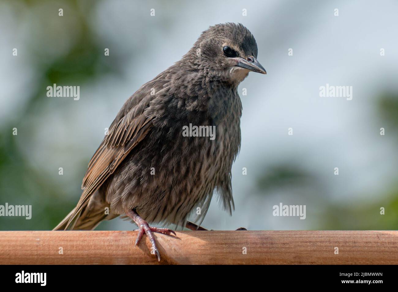 Juvenile fledgling starling with fluffed up down feathers on wooden bird feeder Stock Photo