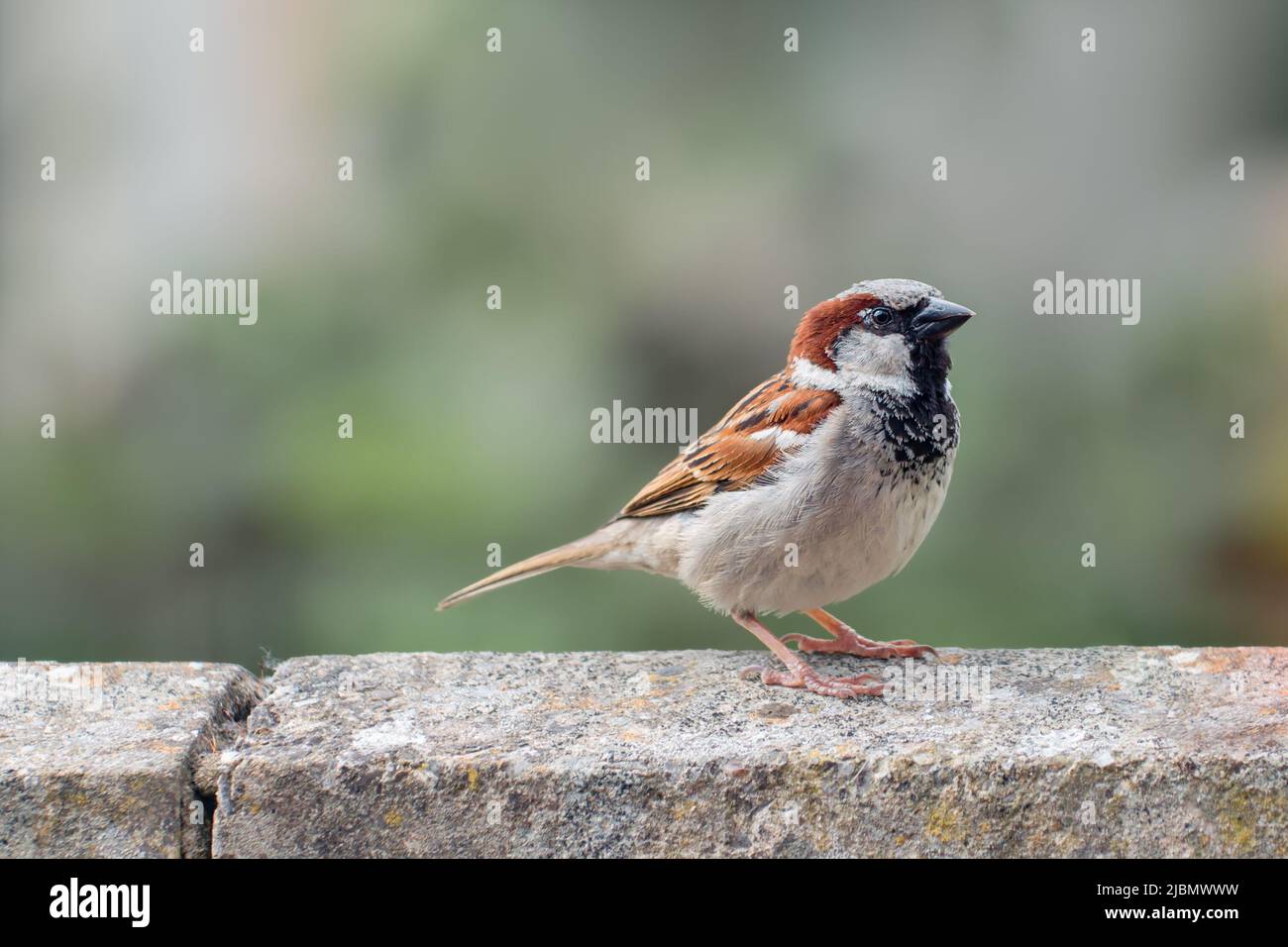 Male house sparrow on garden wall Stock Photo