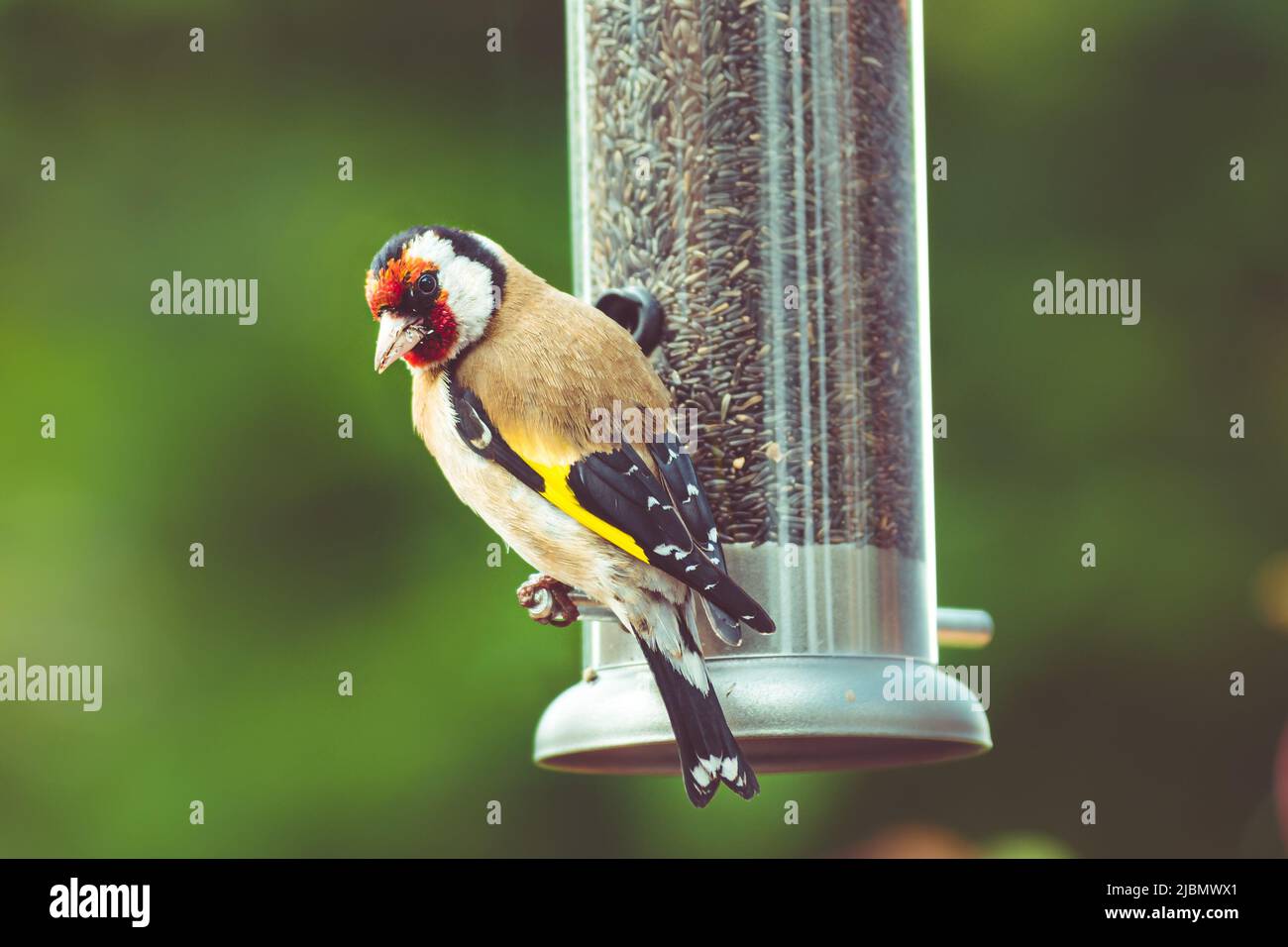 Beautiful goldfinch looking at camera perched on nyjer seed tube feeder Stock Photo