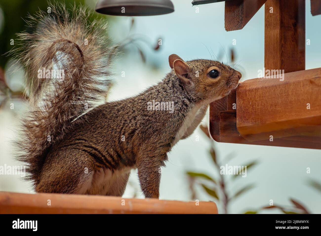 Grey squirrel looking into wooden bird feeder for food Stock Photo