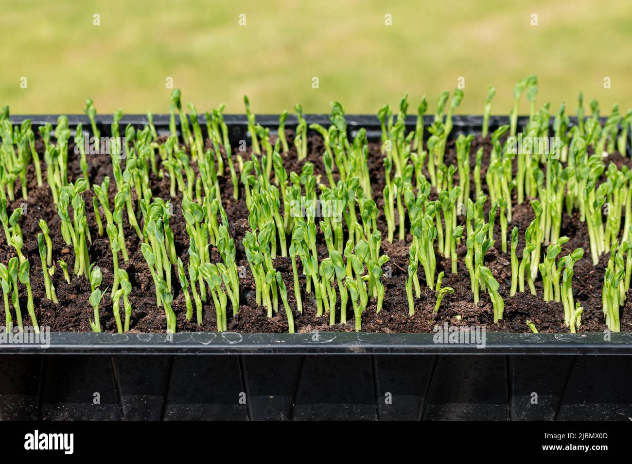 Emerging tips of home-grown pea shoots in a tray Stock Photo