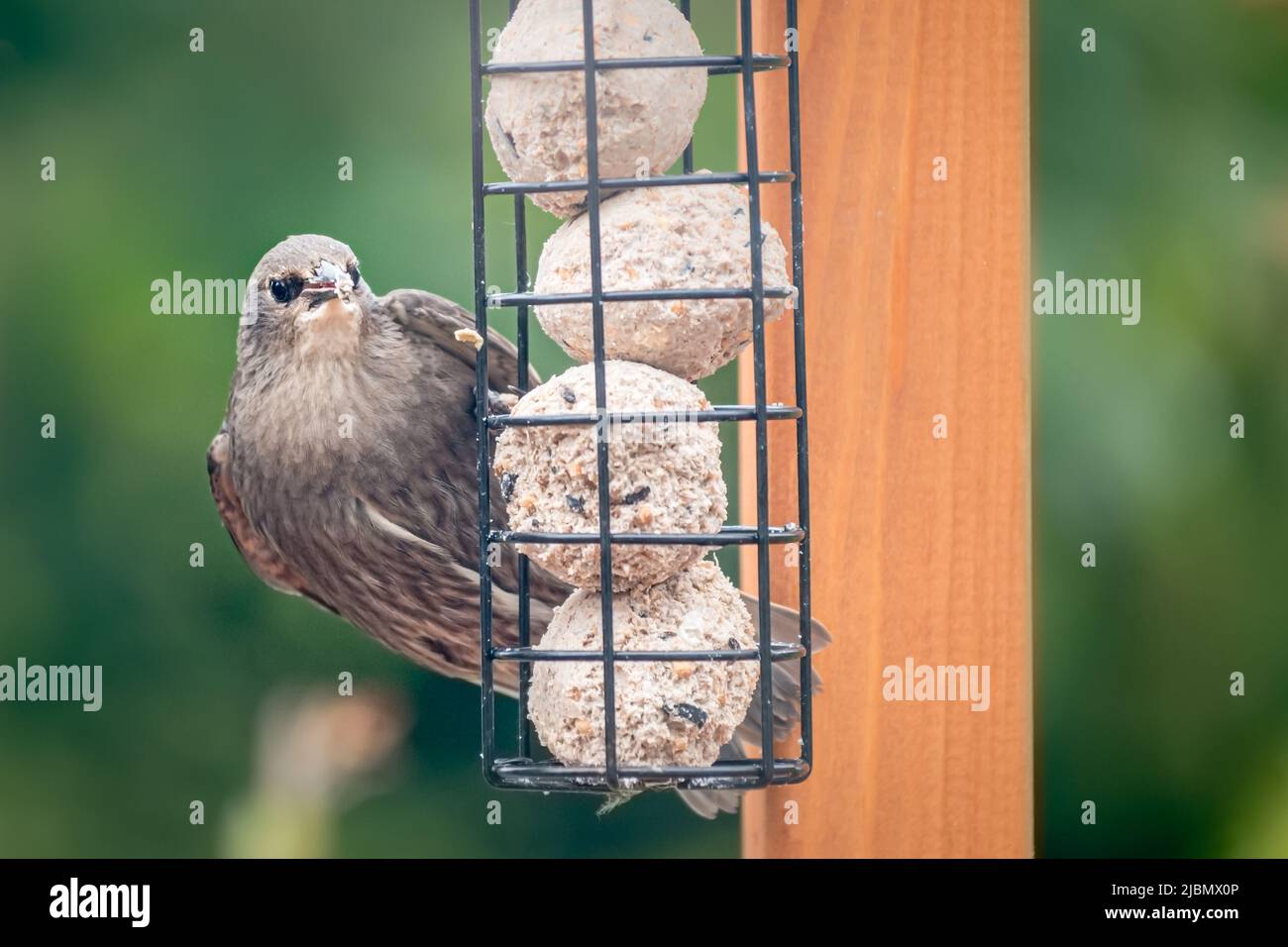 Juvenile fledgling starling feeding on suet balls Stock Photo