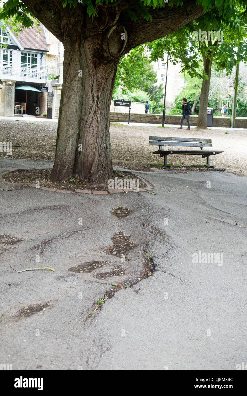 Bath, Somerset, England, May 26th 2022, tree roots have made a pavement very treacherous. Stock Photo