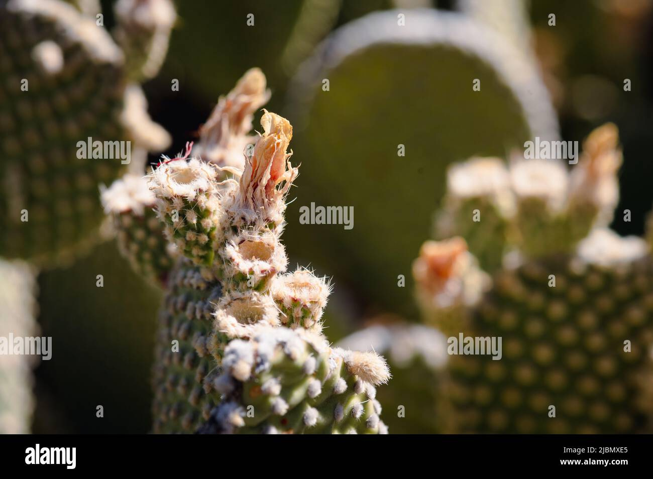 Spring flower growing on beavertail cactus in Arizona desert Stock