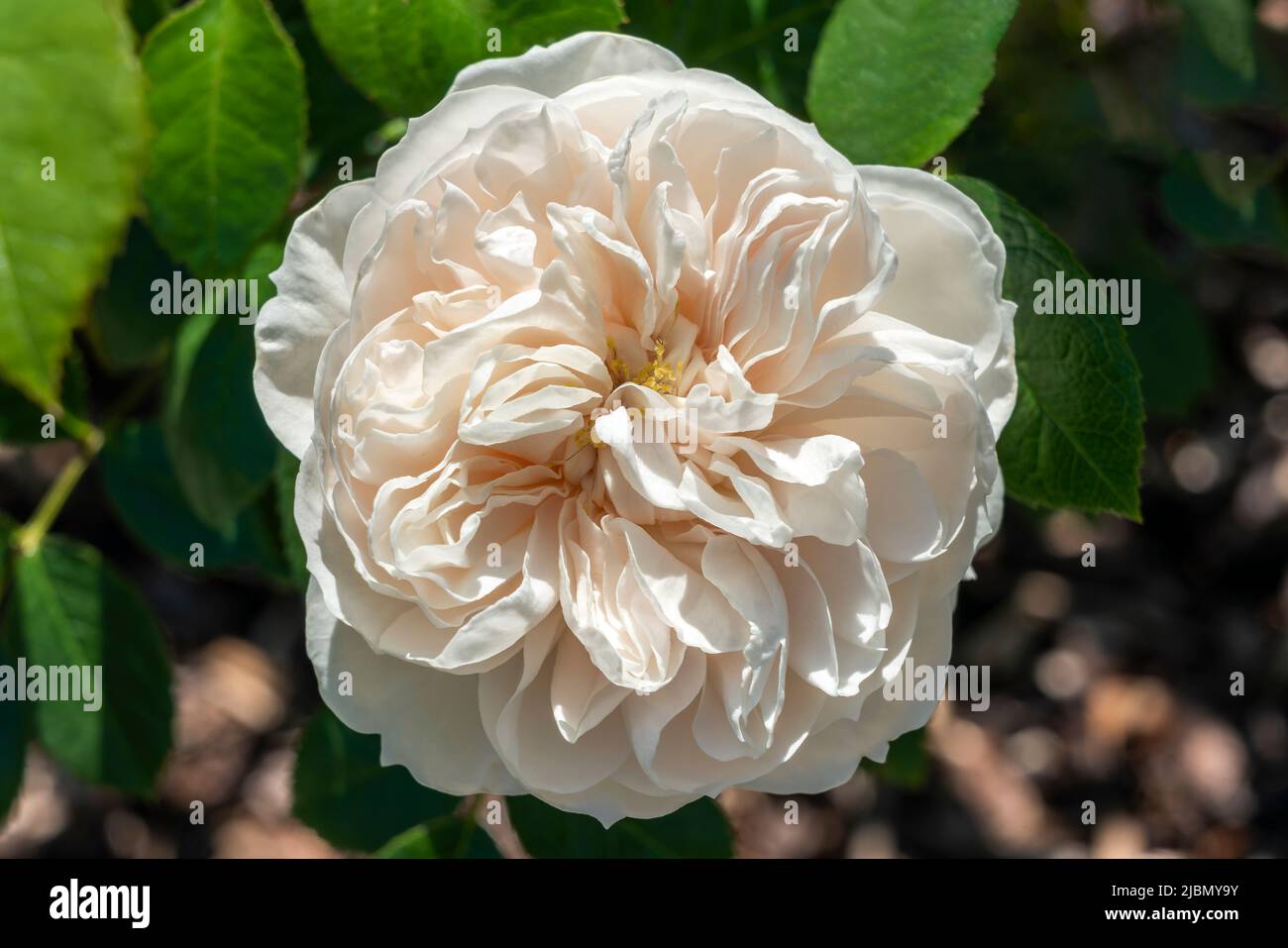 Rose (rosa) 'Macmillan Nurse' a summer autumn fall flowering shrub plant with a white summertime double flower, stock photo image Stock Photo