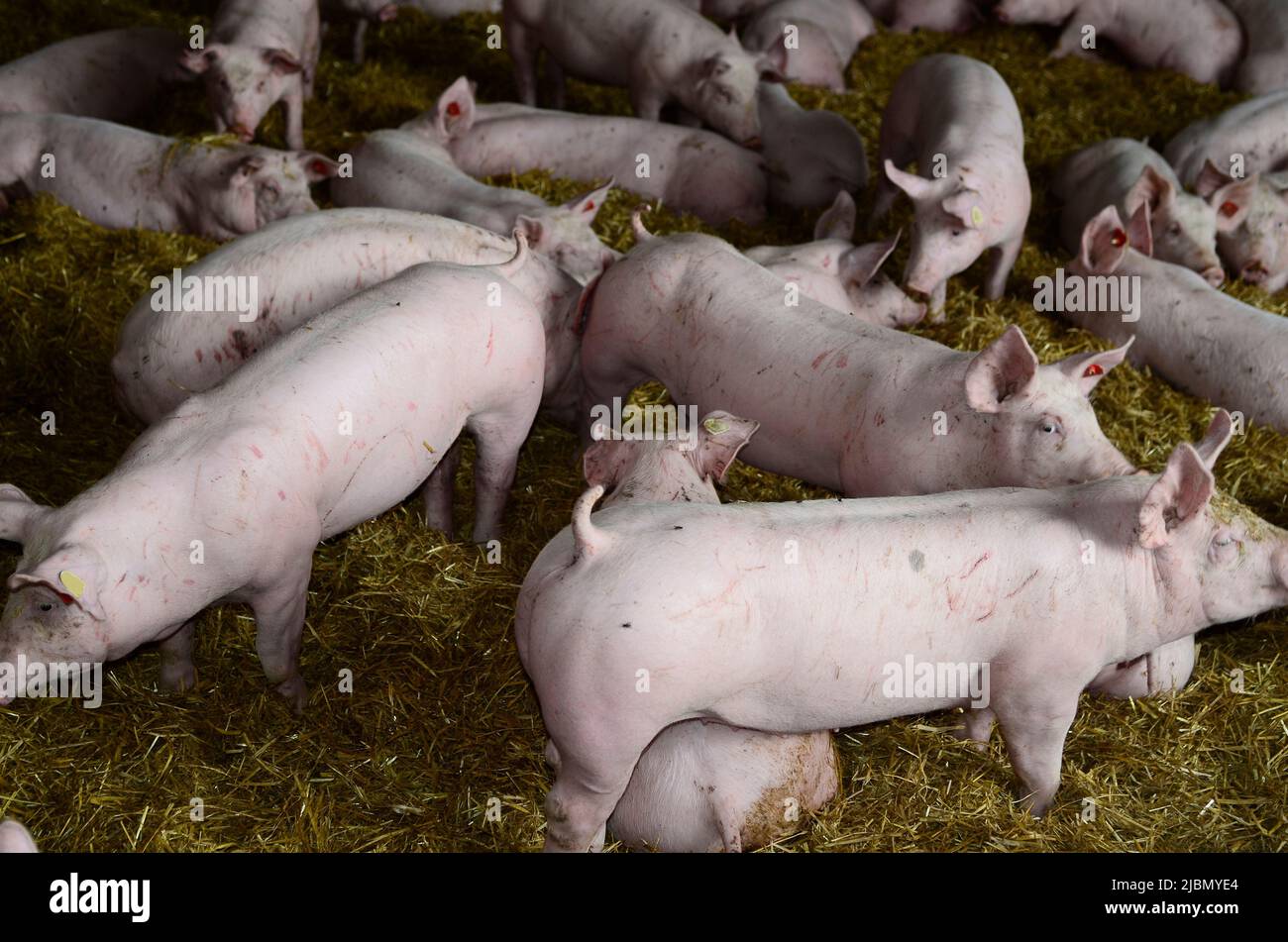 industrial pig farm, fattening farm in Upper Austria Stock Photo