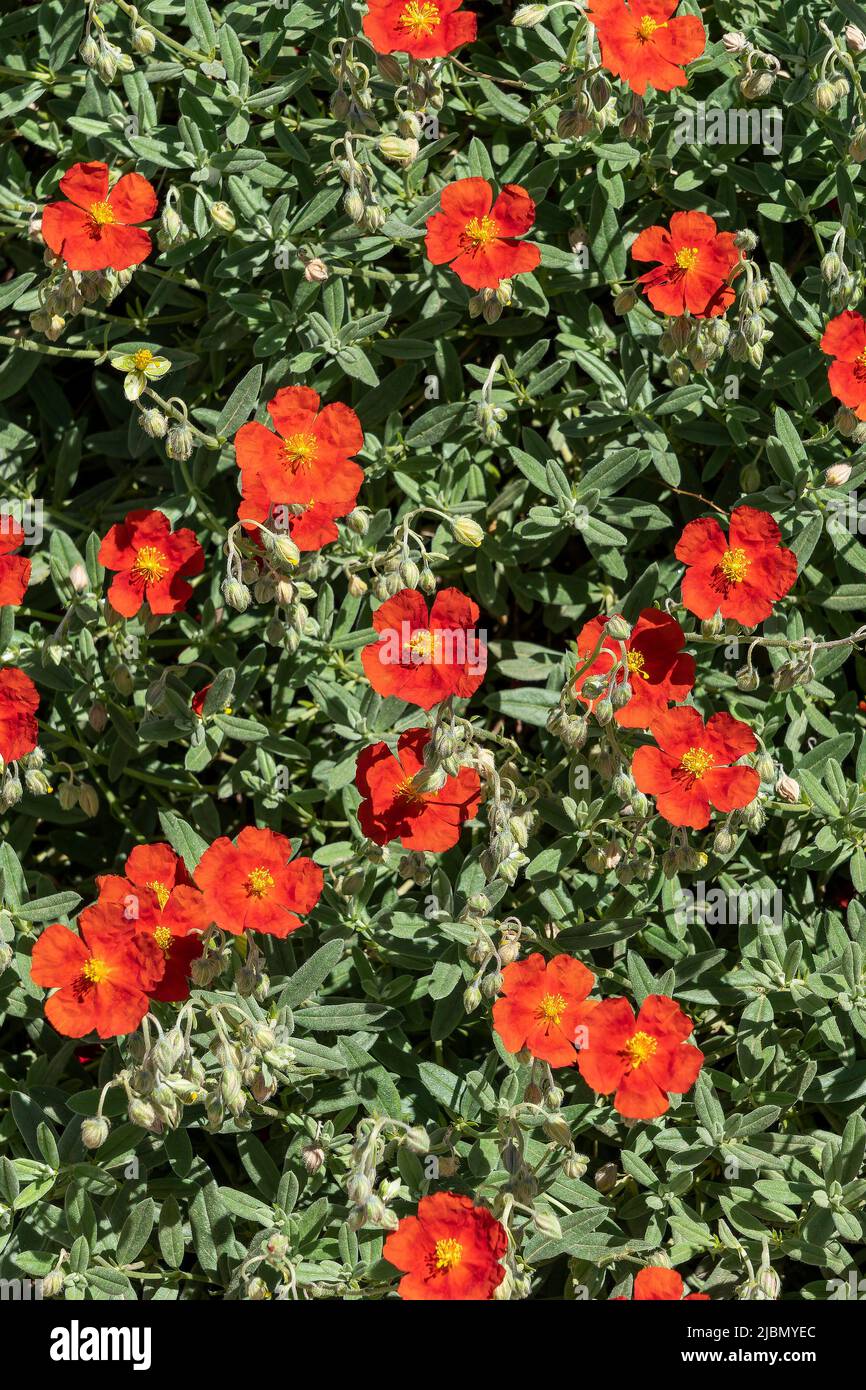 Helianthemum 'Henfield Brilliant' a summer flowering evergreen small shrub plant with an orange red summertime flower commonly known as rock rose, sto Stock Photo