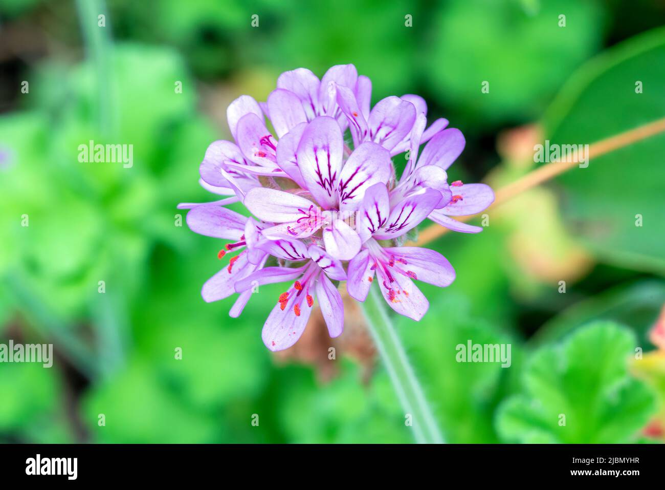 Pelargonium capitatum a summer flowering plant with a pink summertime flower commonly known as geranium, stock photo image Stock Photo