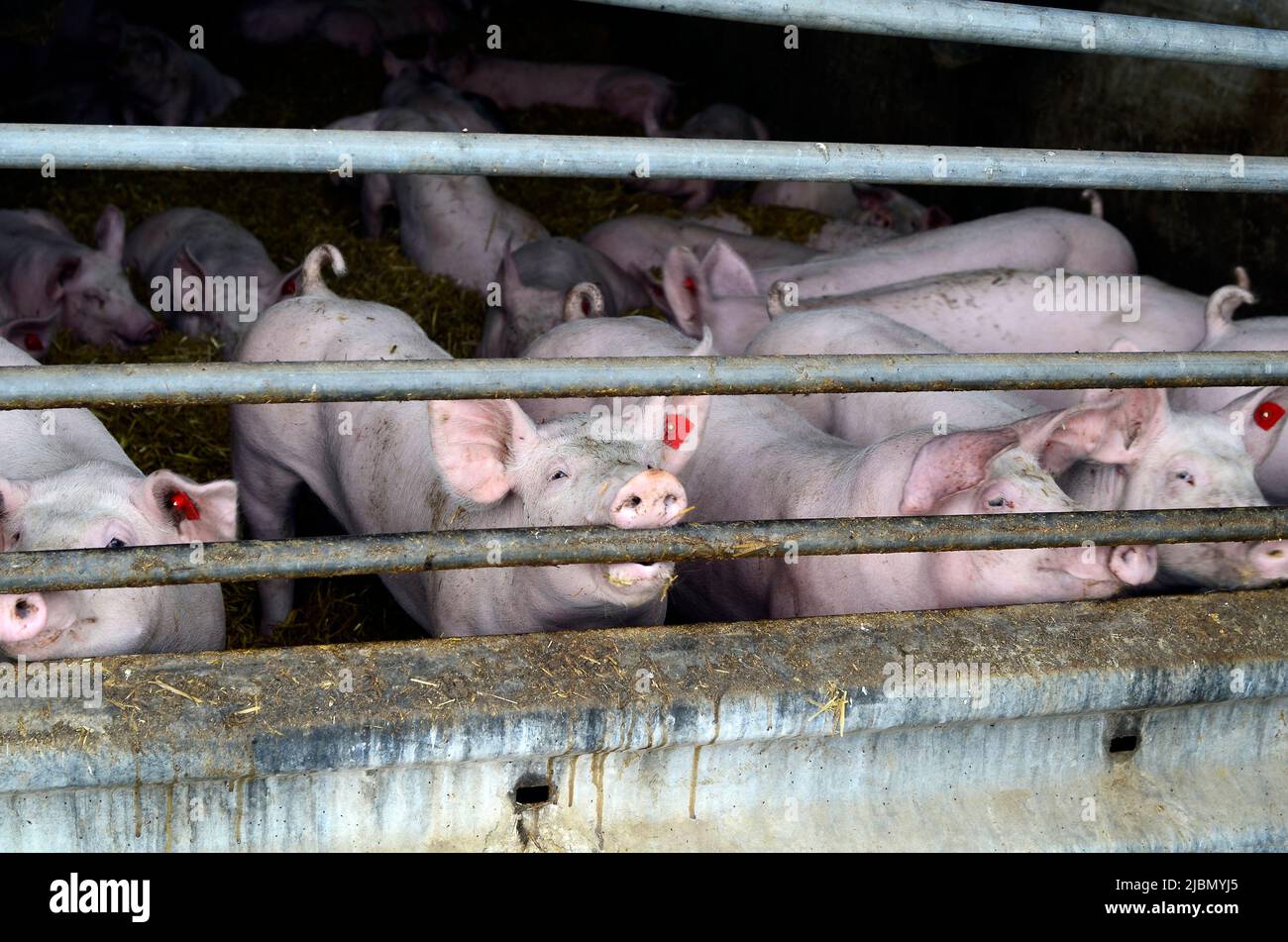 industrial pig farm, fattening farm in Upper Austria Stock Photo