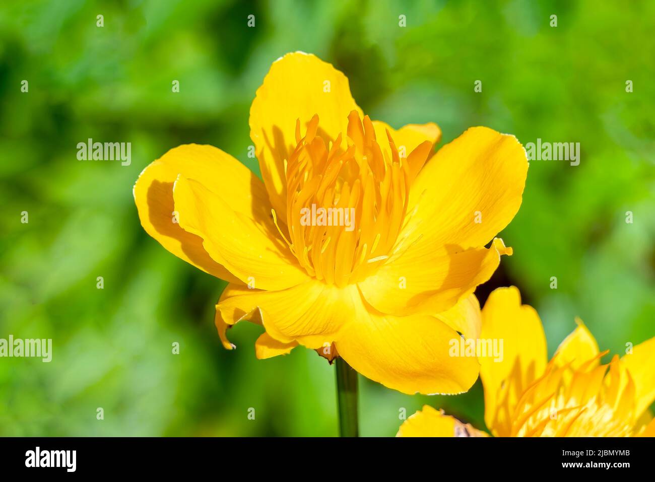 Trollius Chinensis 'Golden Queen' a spring summer flowering plant with a yellow summertime flower commonly known as Globeflower, stock photo image Stock Photo