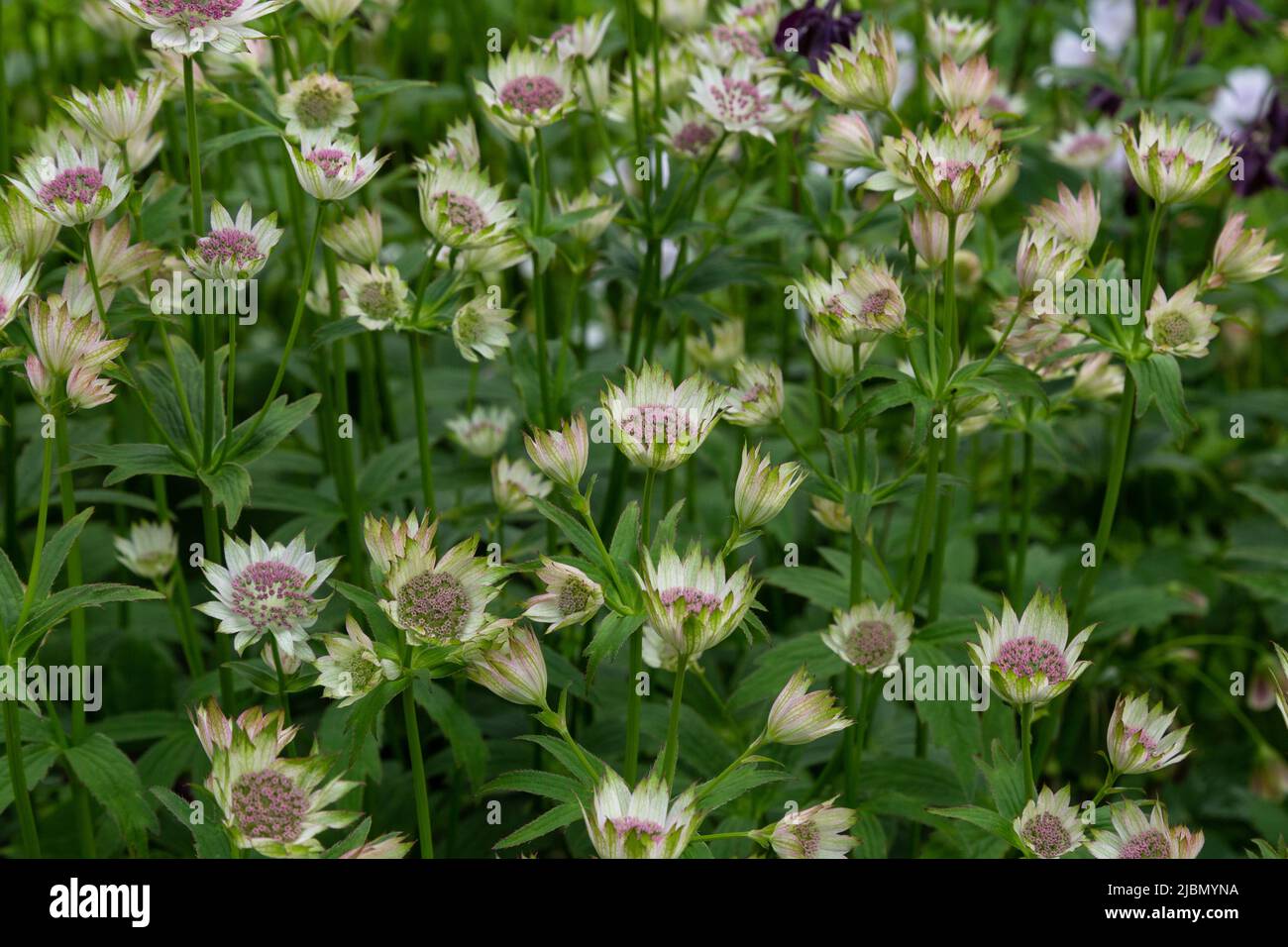 Astrantia 'Major Buckland' flowers close up. Stock Photo