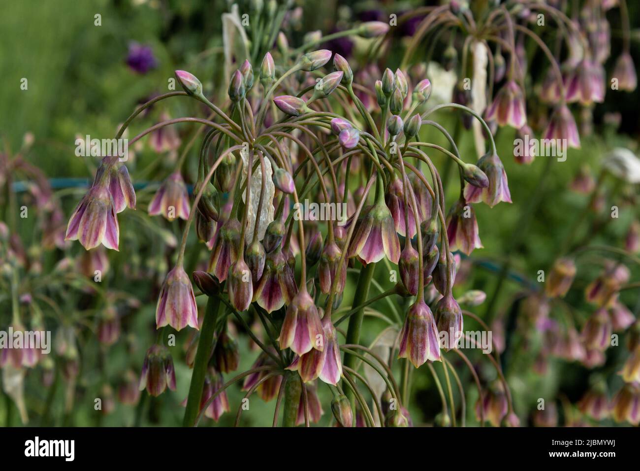 Allium siculum. Sicilian honey garlic. Stock Photo