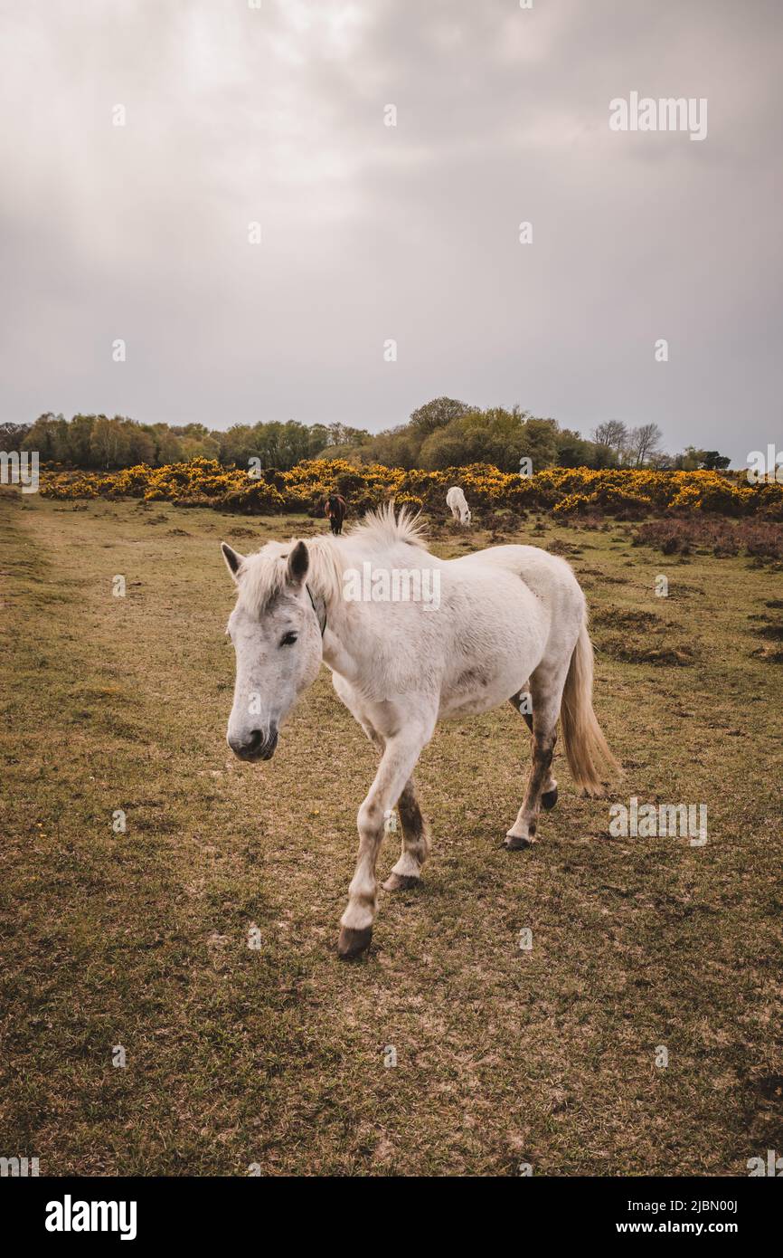 Beautiful white horse in nature Stock Photo - Alamy