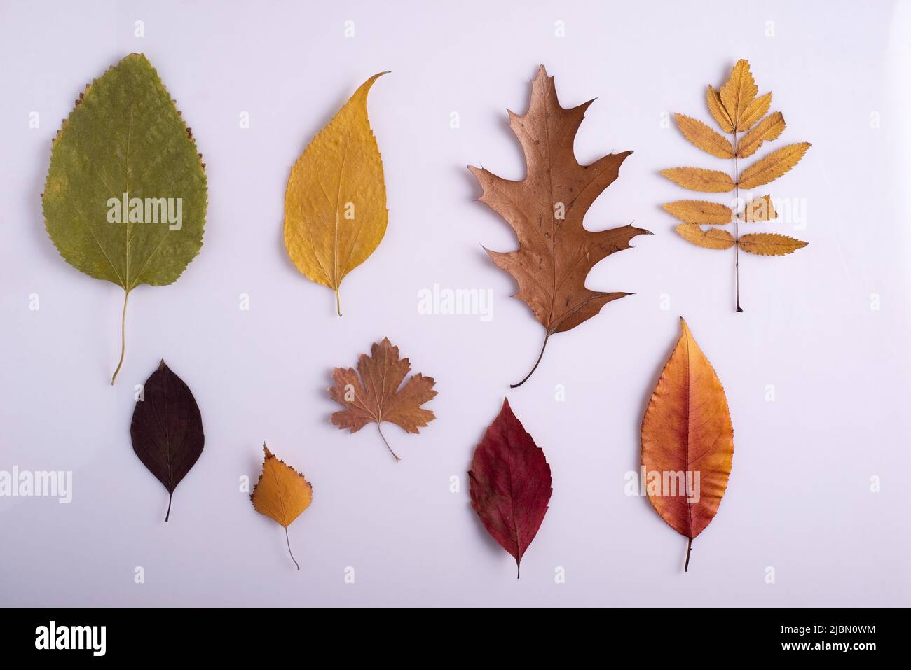 autumn still life colorful leaves minimalism on a white background Stock Photo