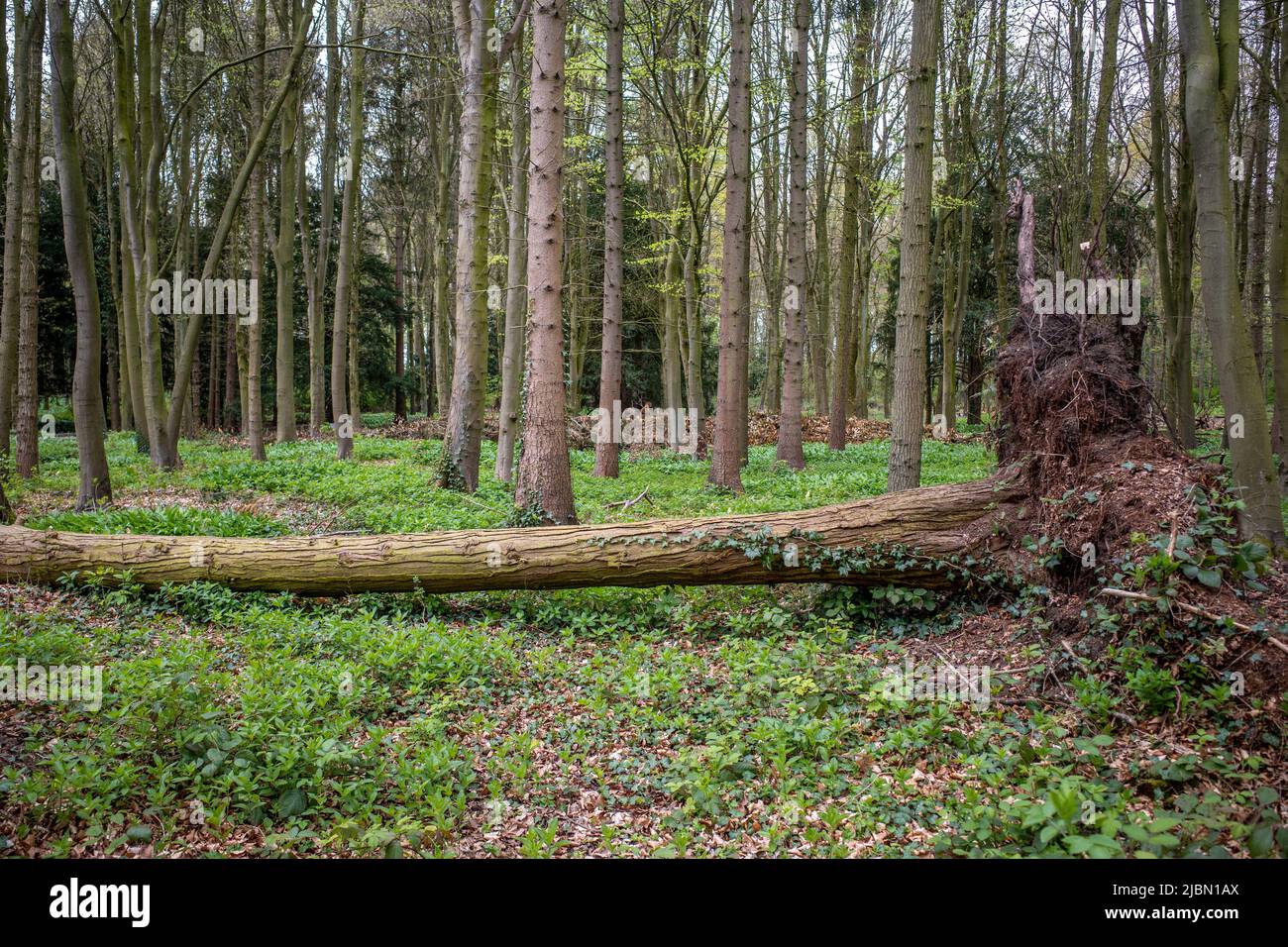 A large fallen tree with roots in a woodland with other standing trees in the background. Stock Photo