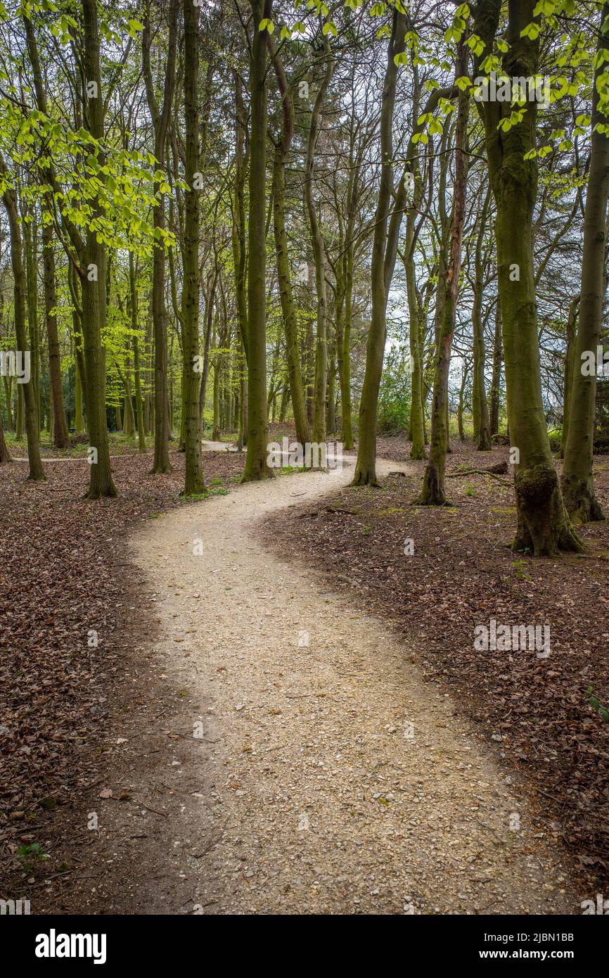 A lightly colourd path through woodland with brown fallen leaves on the ground. Stock Photo