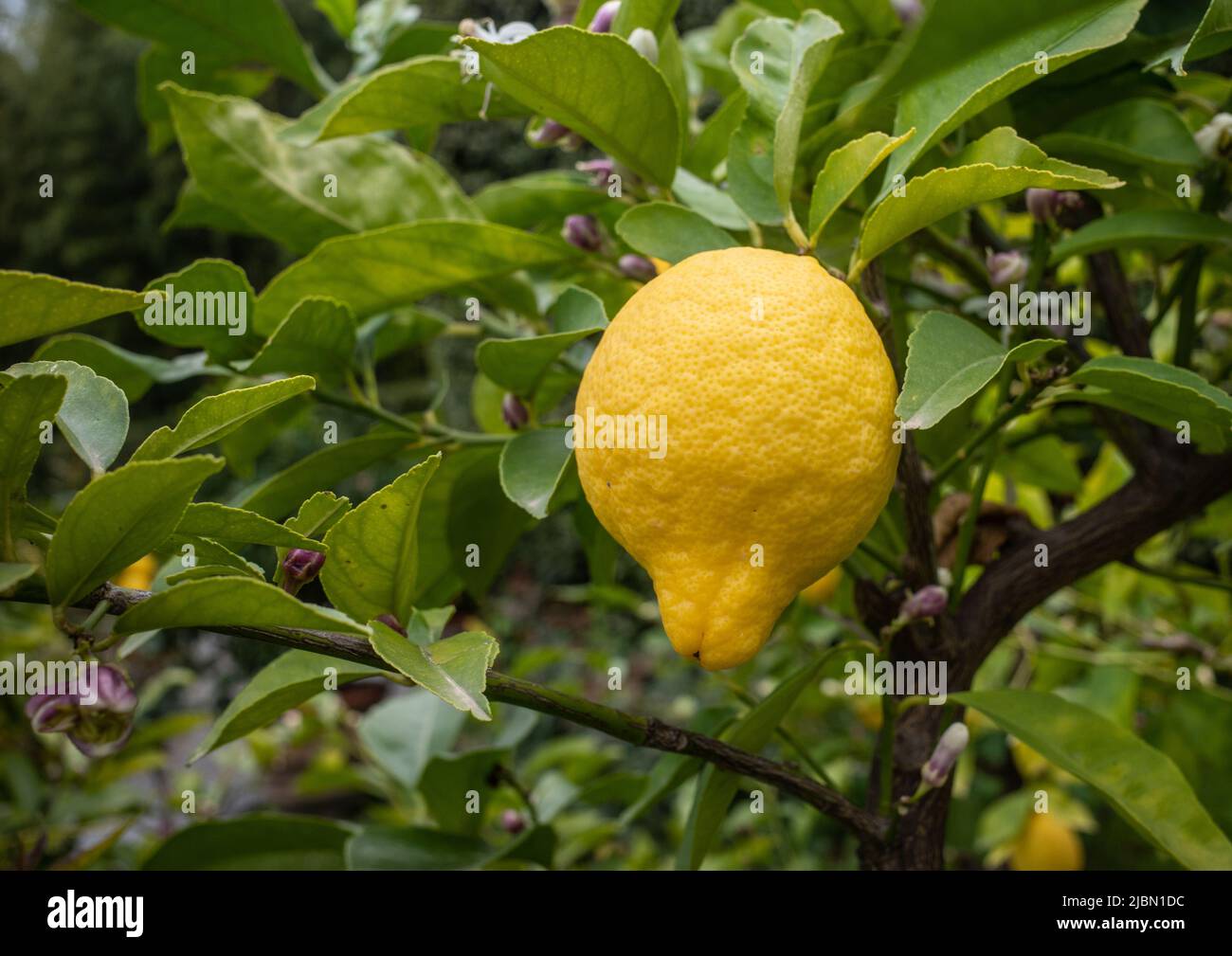 Single bright yellow lemon in a lemon tree with green leaf background. Stock Photo