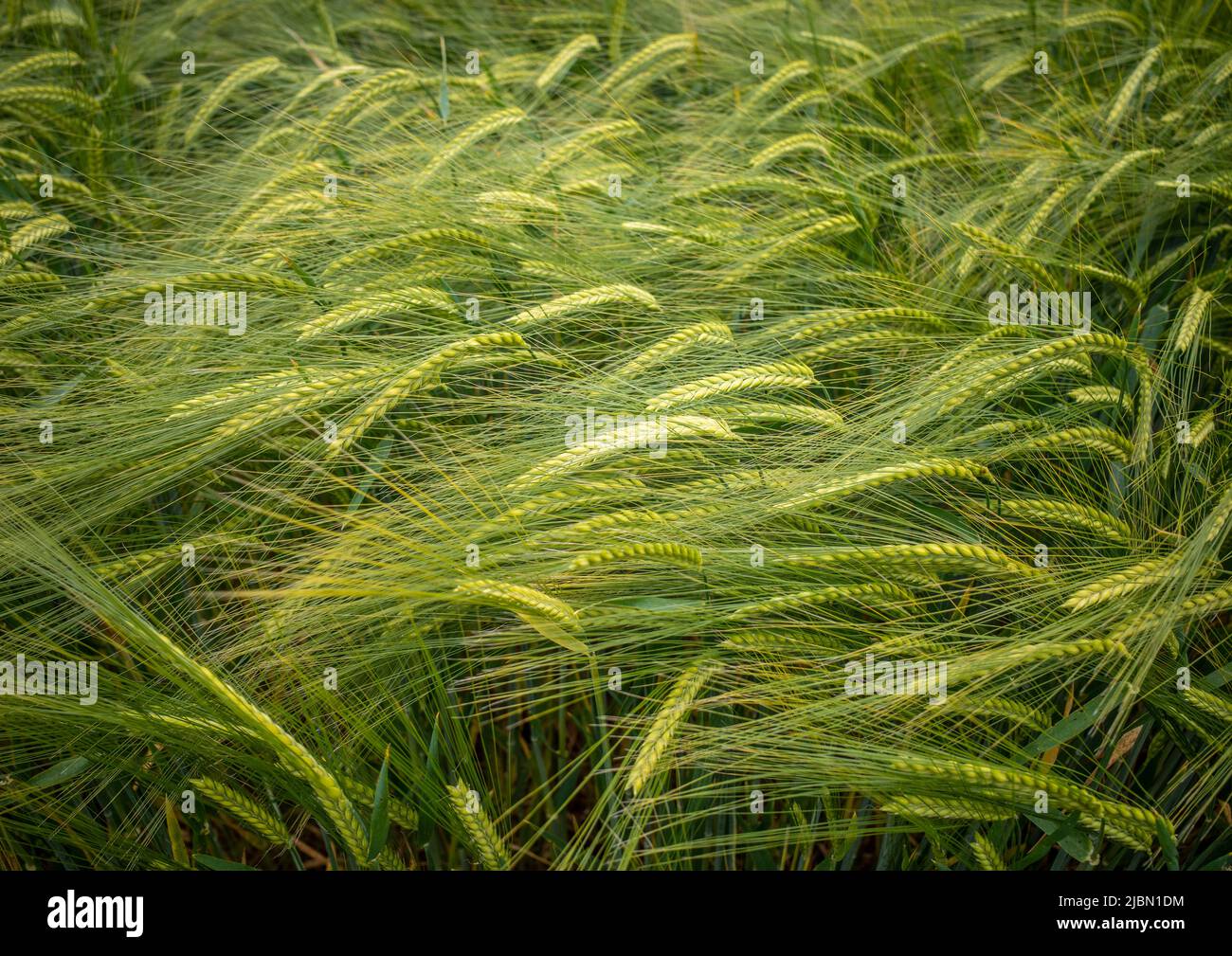 A number of green ears of wheat or barley in a field with a bright green background on a sunny day Stock Photo