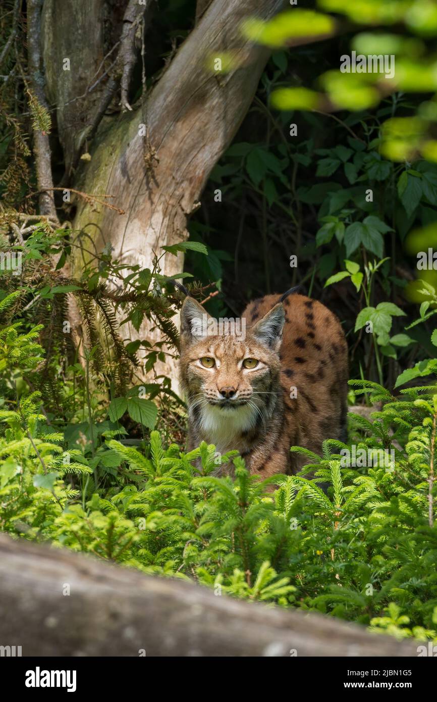 Lynx, Luch - Stock Image