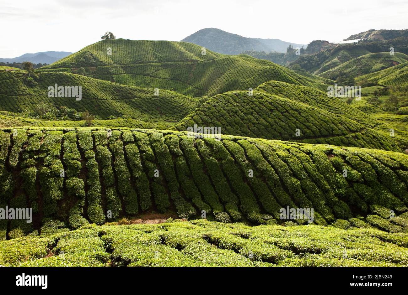 BOH Tea Plantation, Cameron Highlands, Malaysia. Stock Photo
