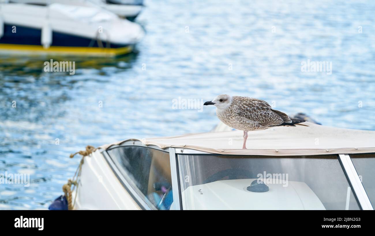 Seagull on the roof of a motorboat in the harbor of the town of Krk in Croatia Stock Photo