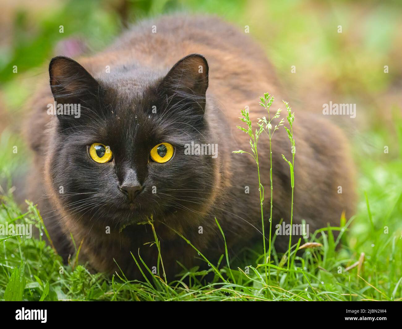 Portrait of a black cat with yellow eyes, cloudy day in spring, green ...