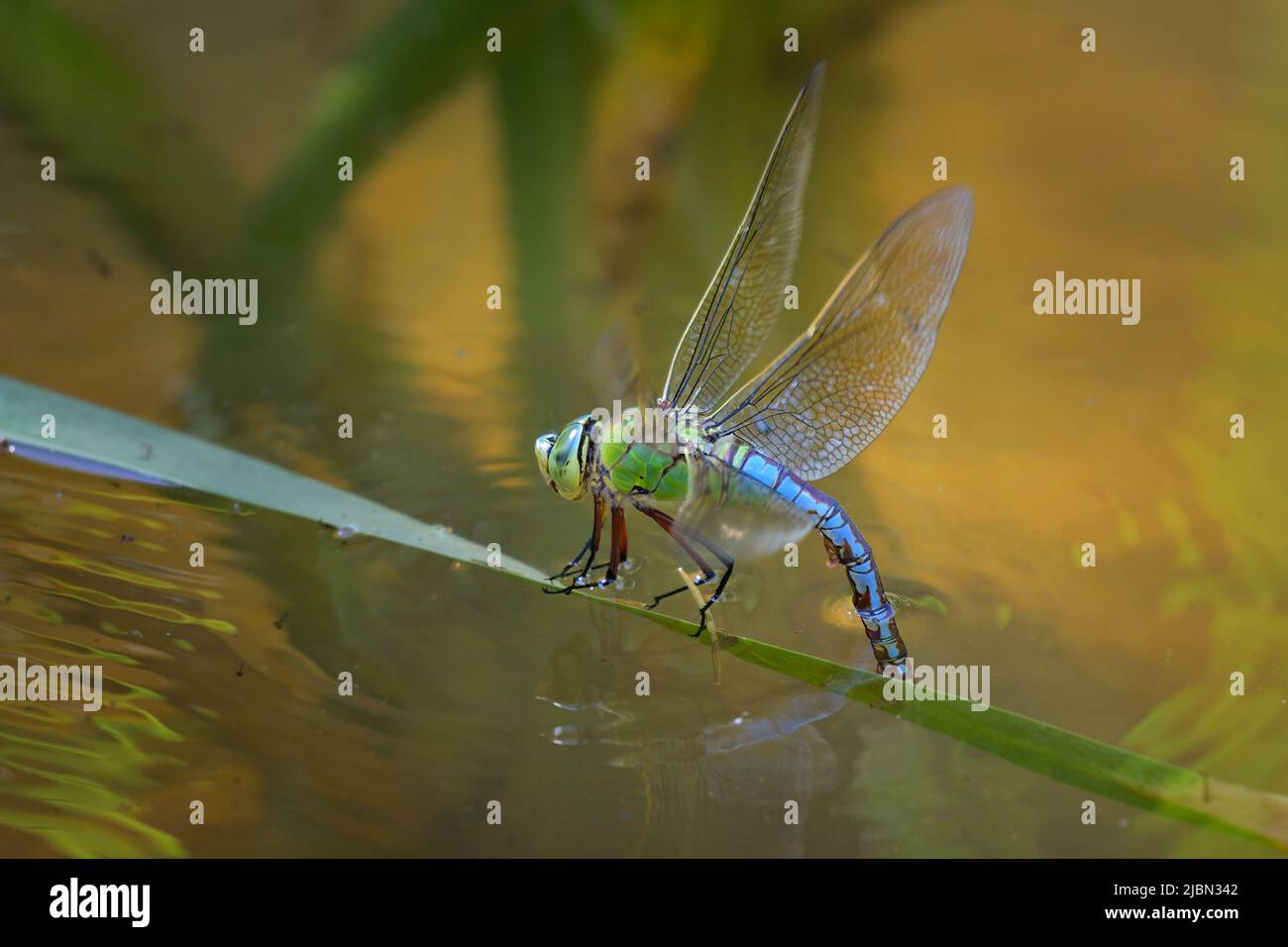 An emperor dragonfly (Anax imperator) depositing eggs in the water ...