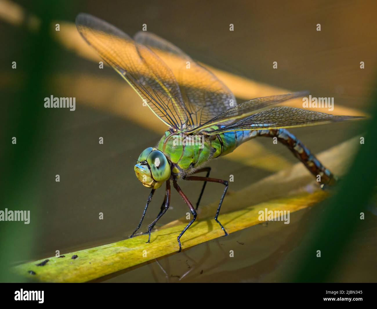 An emperor dragonfly (Anax imperator) depositing eggs in the water ...