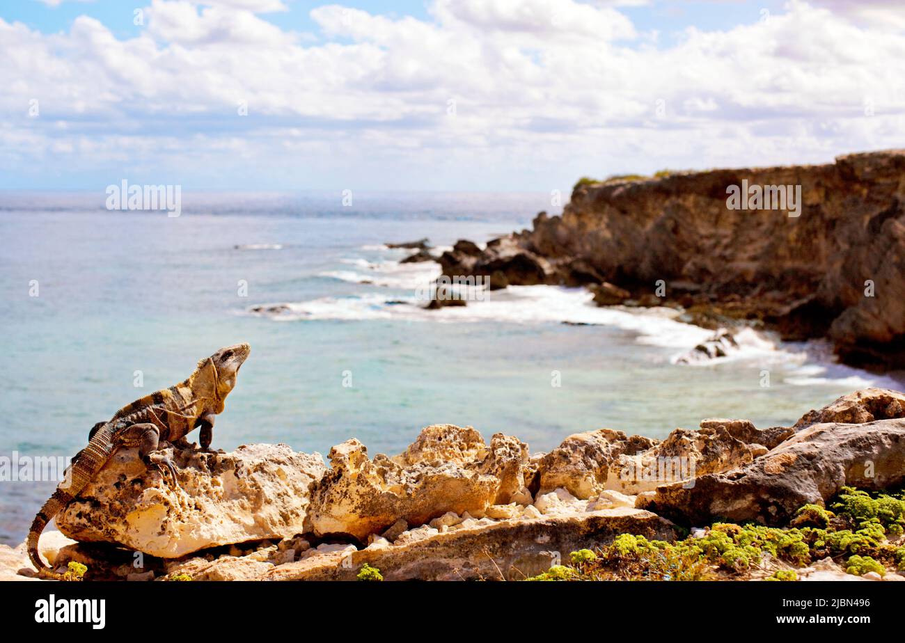 An Iguana rests in the sun. Isla Mujeres, Quintana Roo, Mexico. Stock Photo