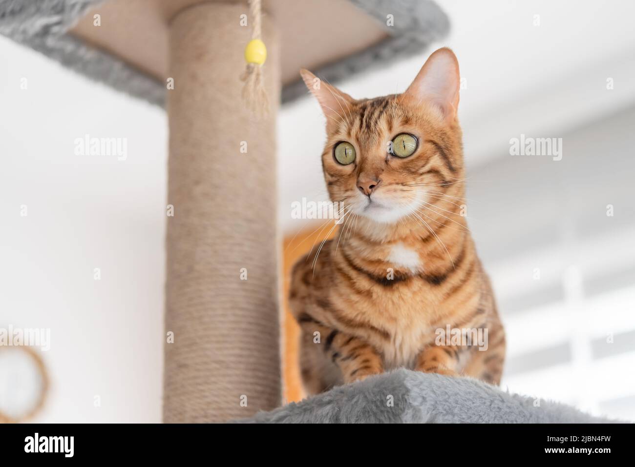 Bengal cat and furniture for cats - scratching post, in the living room. Stock Photo
