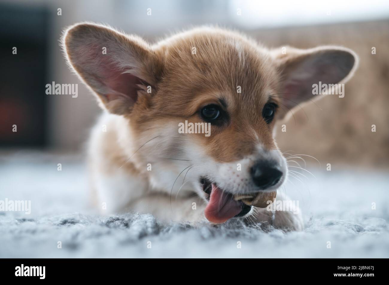 A cute little puppy on the floor Stock Photo - Alamy