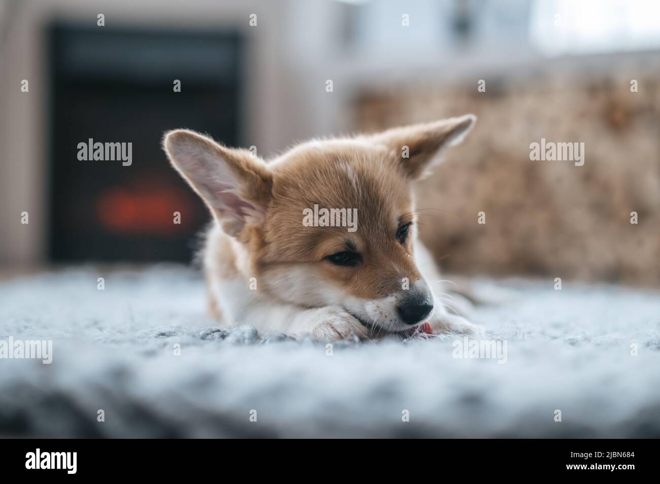 A cute little puppy on the floor Stock Photo - Alamy