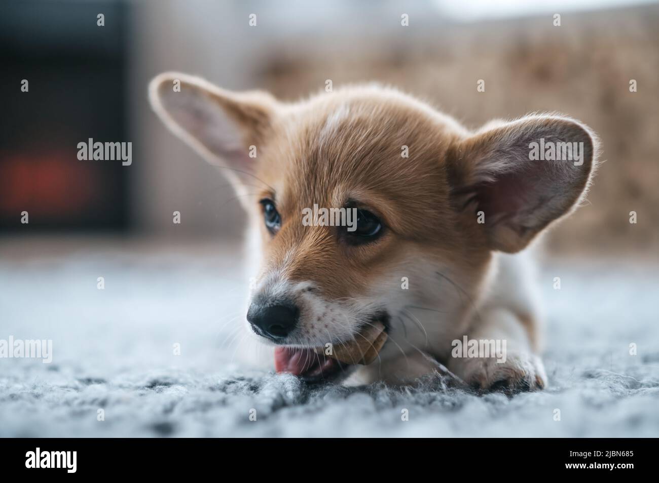 A cute little puppy on the floor Stock Photo - Alamy
