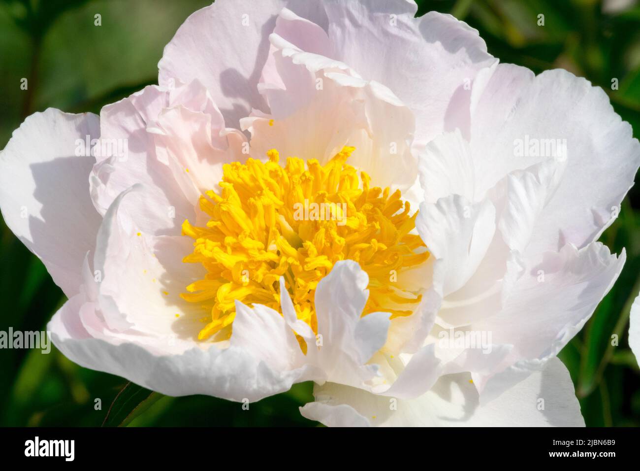 White, Paeonia 'Krinkled White', Decorative, Bloom, Beauty, Peony, Petals, Blossoms, Flower Stock Photo