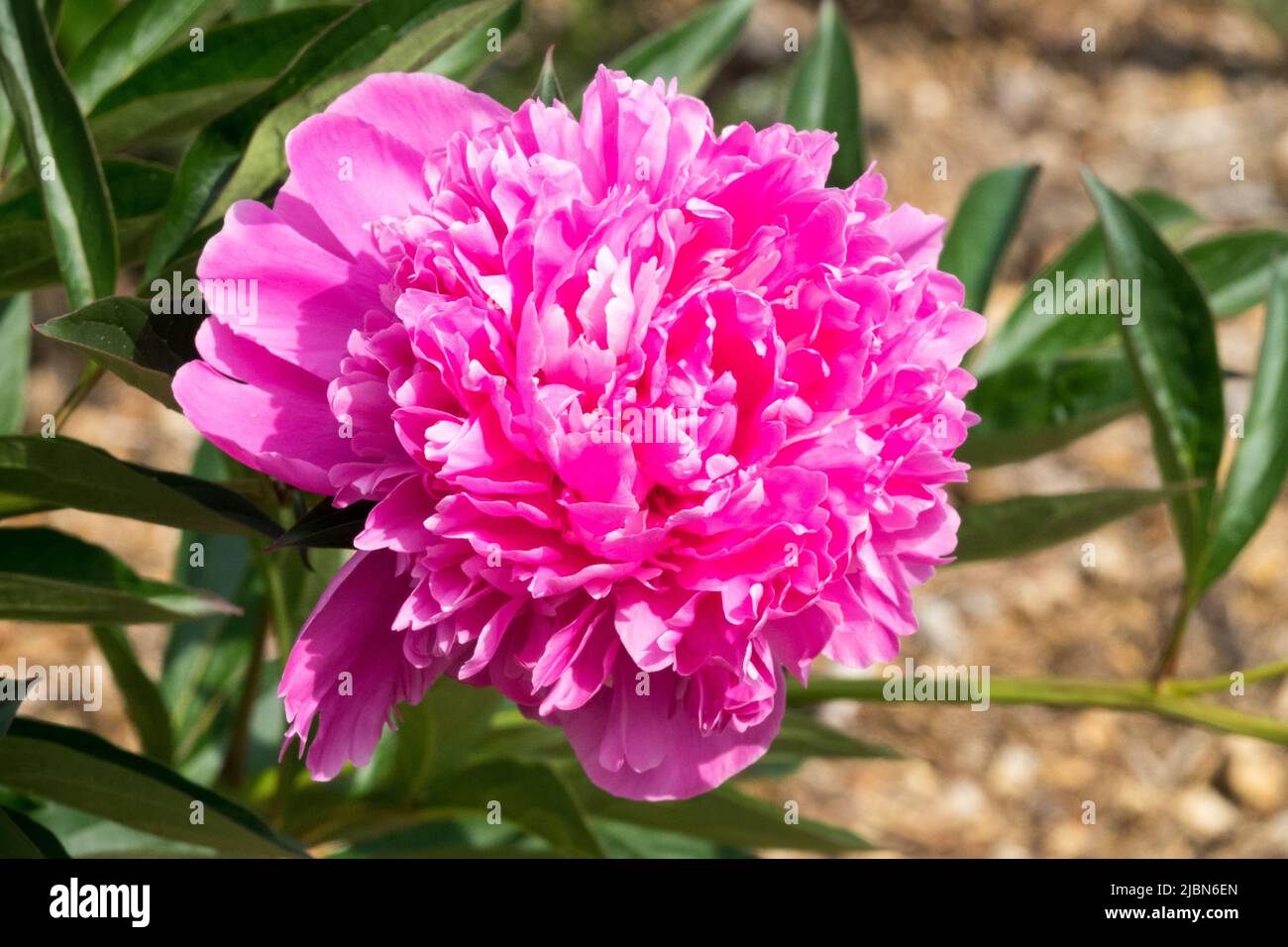 Pink, Peony, Paeonia Blue Bird, Paeonia lactiflora, Flower, Bloom, Petals, Plant, Decorative, Blossoms Stock Photo