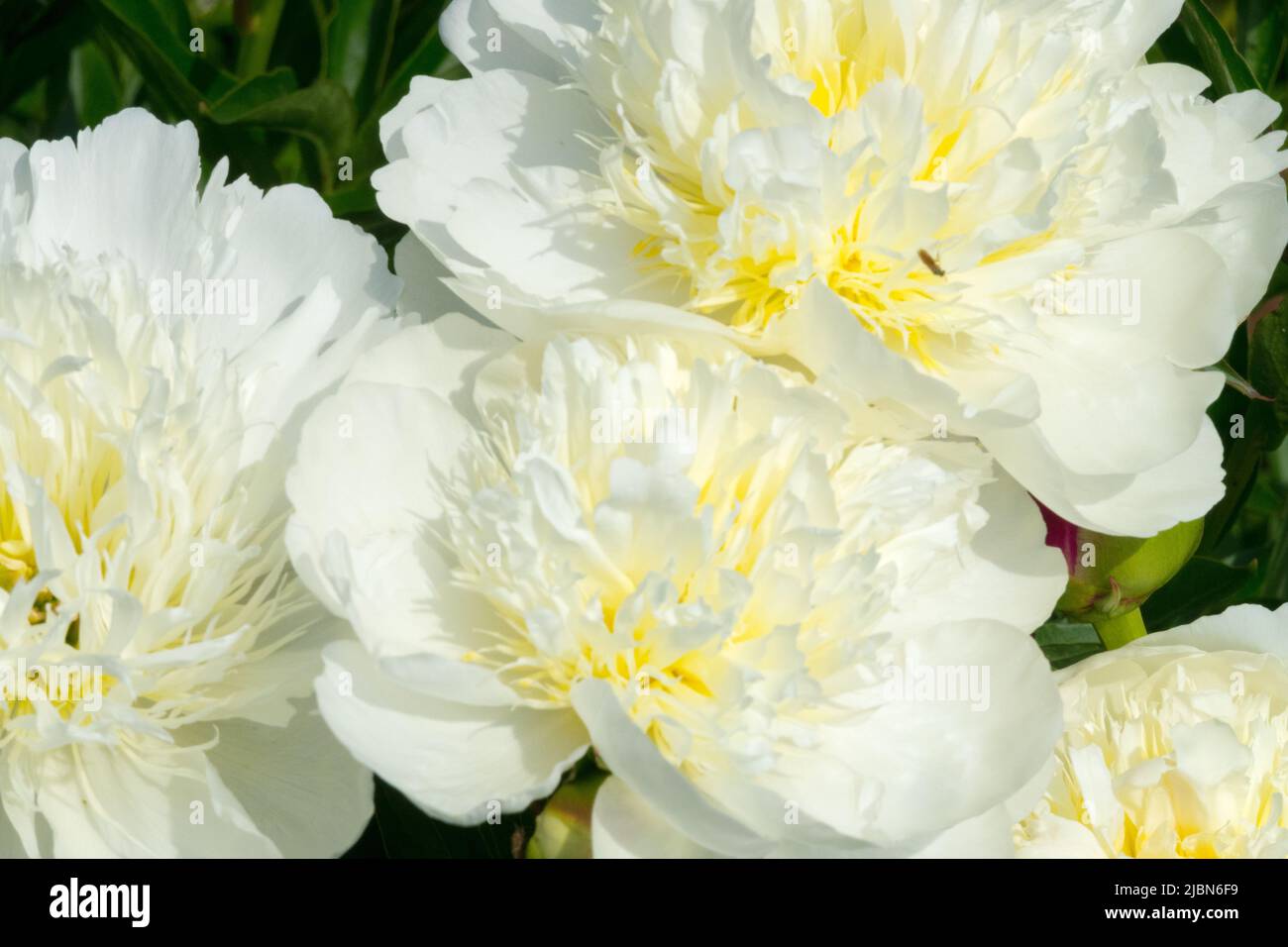 Paeonia lactiflora 'Brides Dream', White, Peony, Petals, Paeonia, Decorative, Flowers, Ornamental Stock Photo