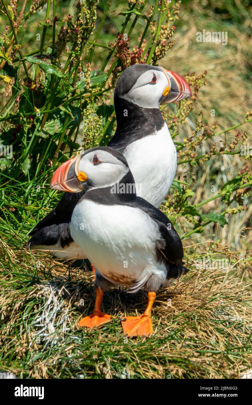 Close up of Atlantic puffins on Dyrholaey cliff, South of Iceland Stock Photo