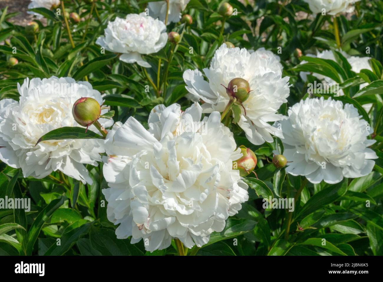 Nice, White, Flowers, In, Garden, Paeonia lactiflora, Blooms, Attractive, Peony, Blooming Peony 'Lady Darmouth' Stock Photo