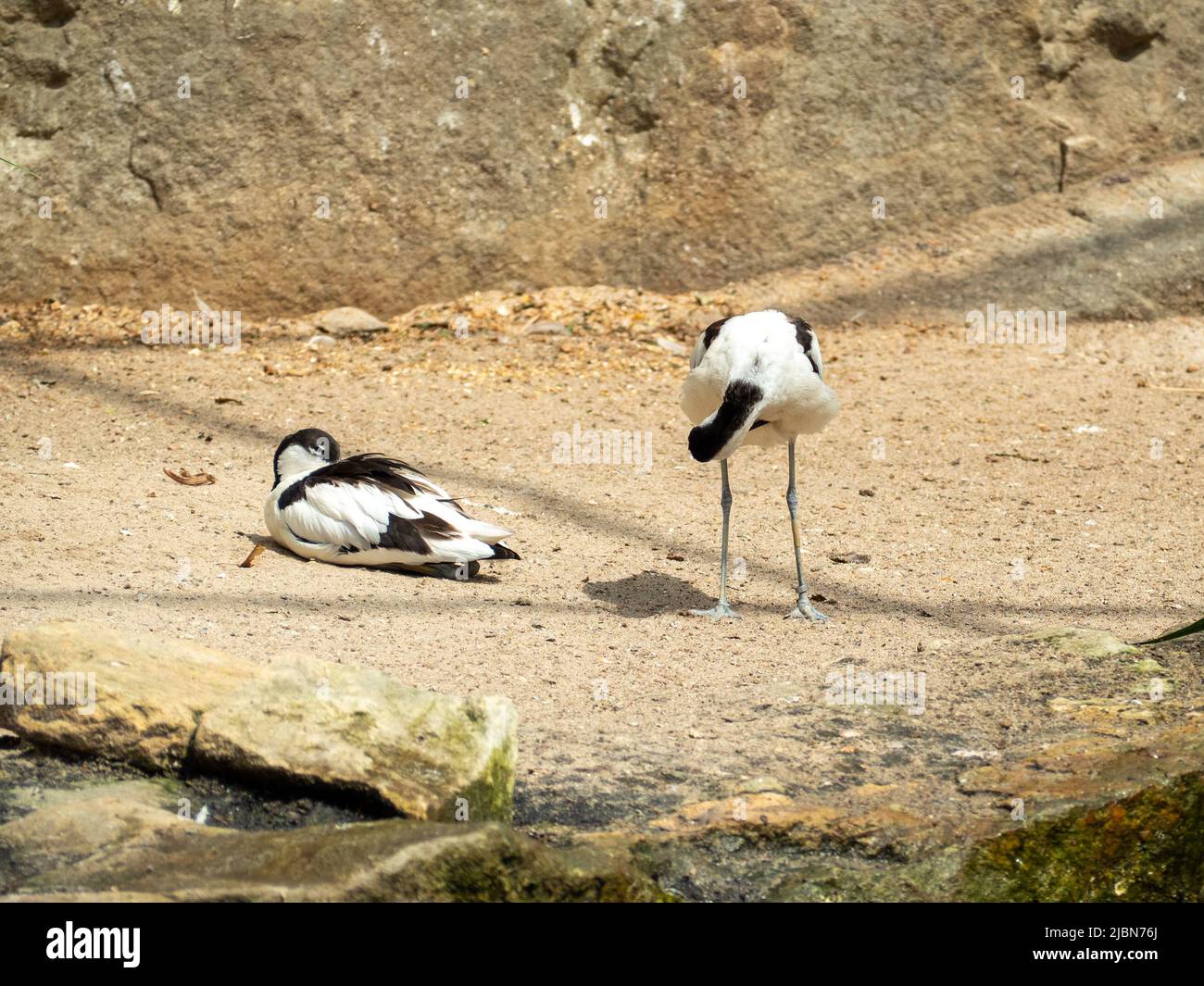 Bird Sandpiper Avocet with a thin long curved beak. Bird on the shore near the water. Stock Photo