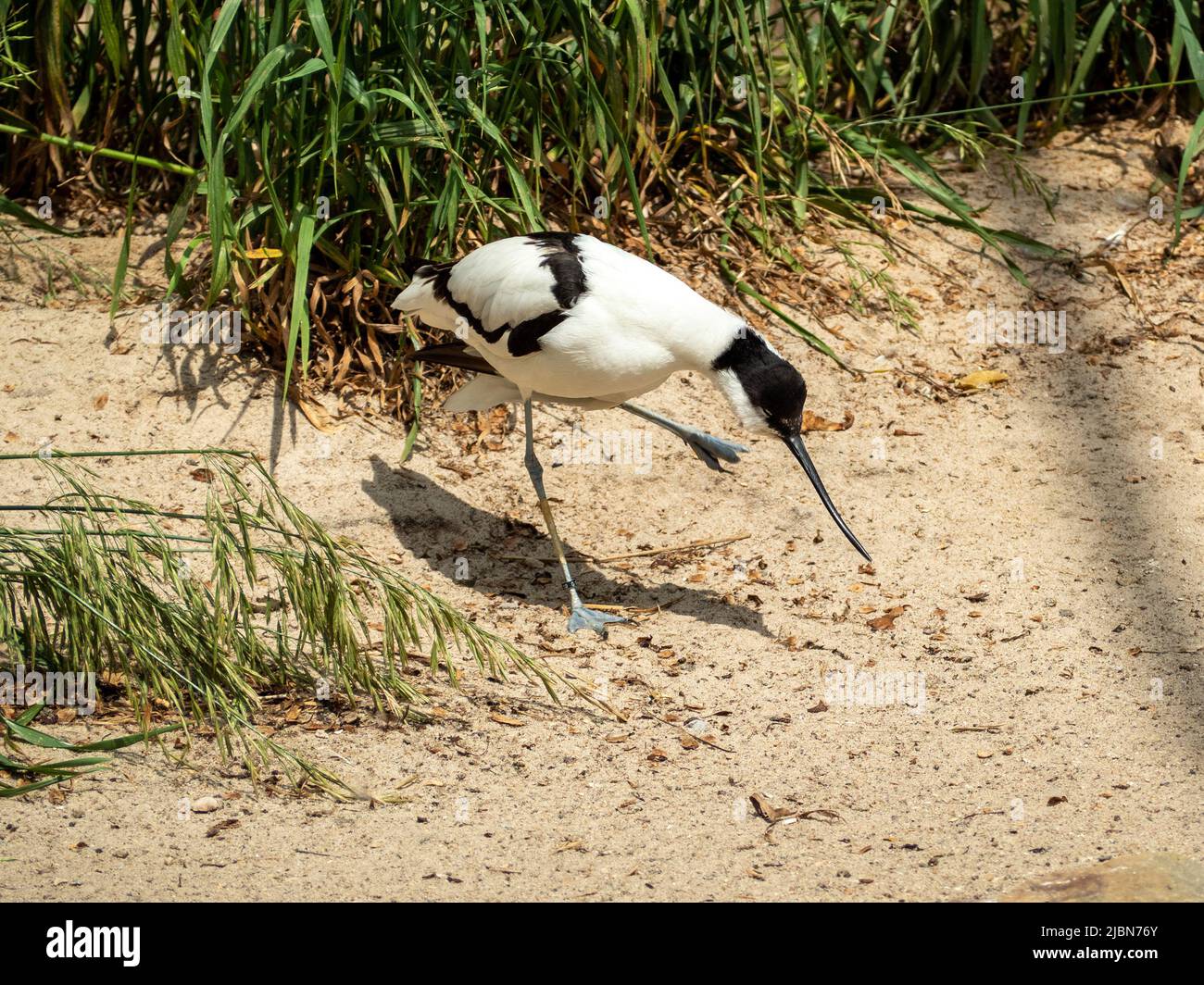 Bird Sandpiper Avocet with a thin long curved beak. Bird on the shore near the water. Stock Photo