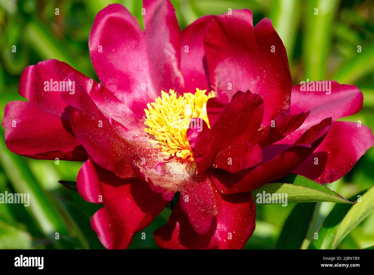 Red, Paeonia lactiflora 'Lights Out', Flower, Deep, Attractive, Bloom, Colour, Blossom, Peony Stock Photo