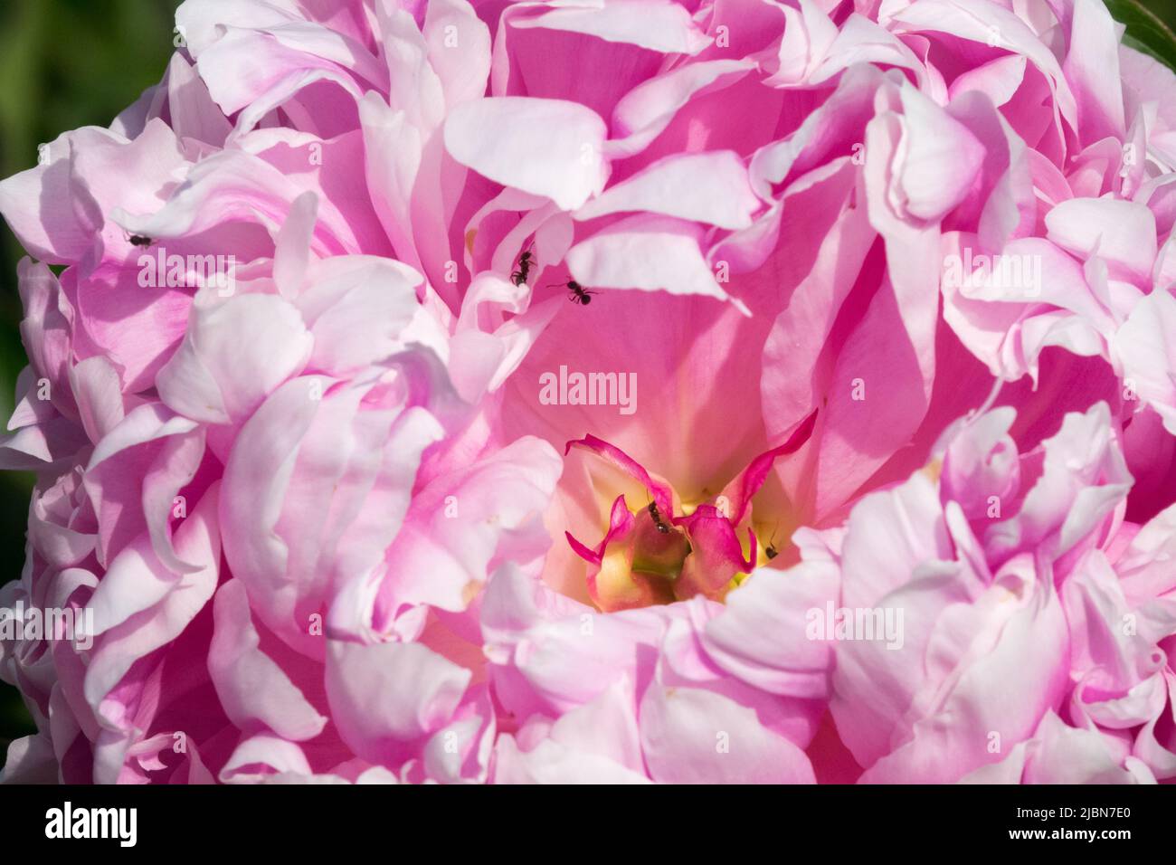 Beautiful, Light pink Peony Flower, Paeonia lactiflora, Ornamental, Petals Stock Photo