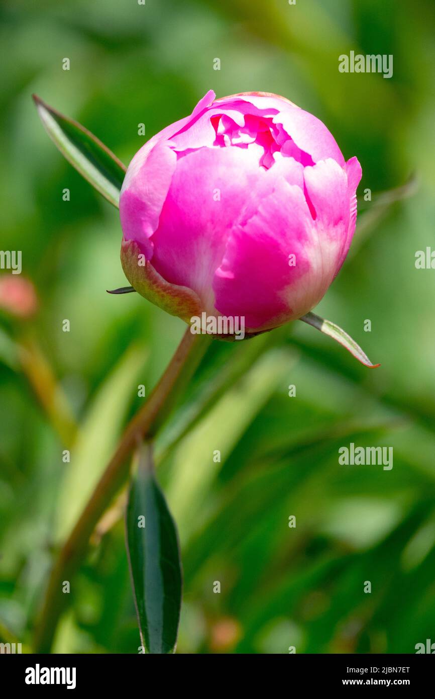 Pink bud on Stem, Budding Flower, Paeonia lactiflora, Peony opening Peony 'Claire Dubois' Stock Photo