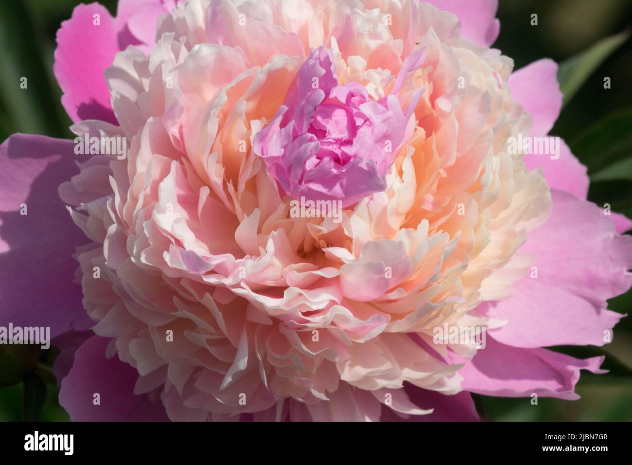 Light Pink, Paeonia lactiflora "Claire Dubois" Peony, Bloom, Blossom, Flower Stock Photo