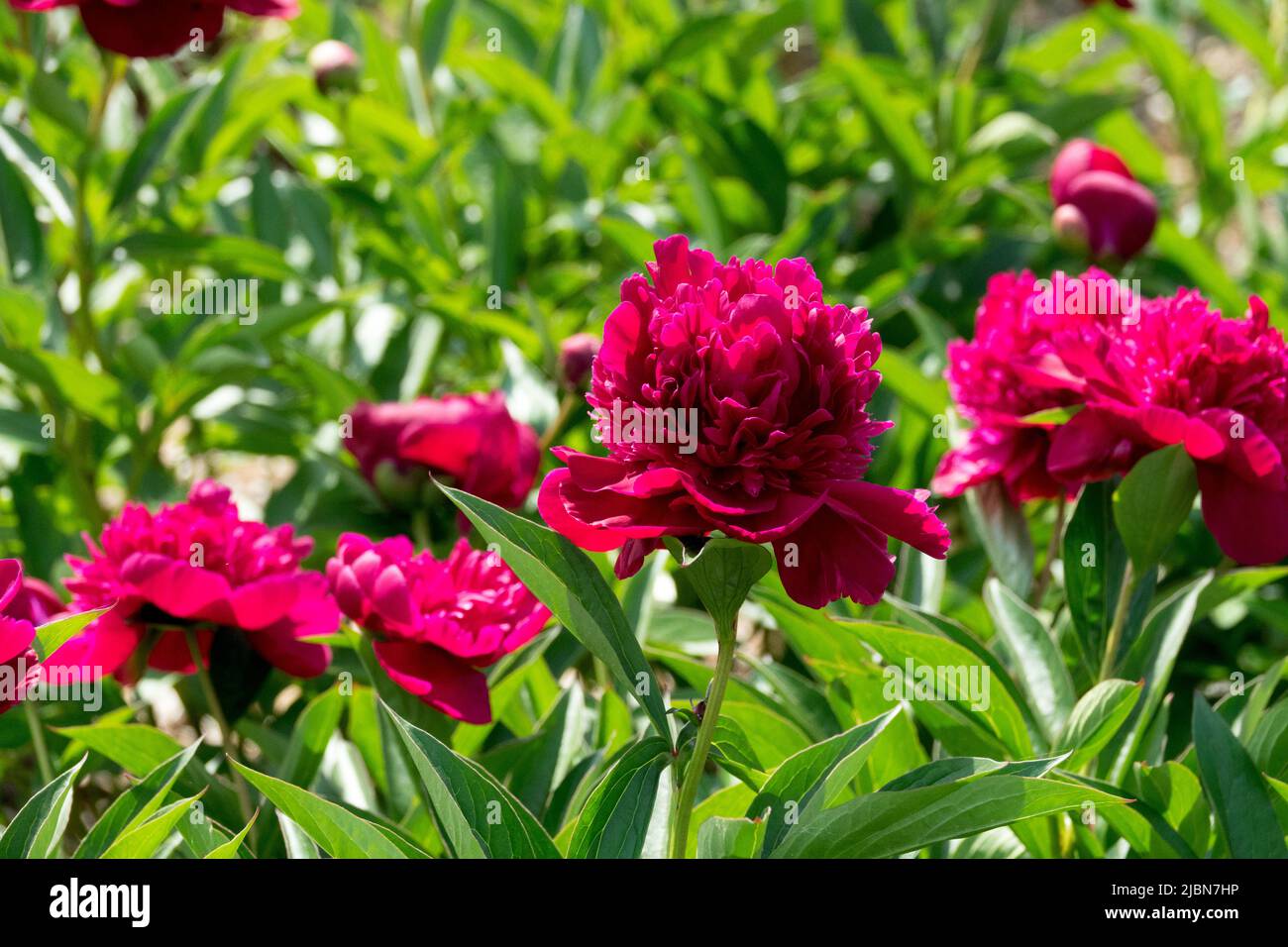 Deep Red flowers Herbaceous Paeonia lactiflora 'Ruth Clay' Red peony in Garden Peonies Stock Photo