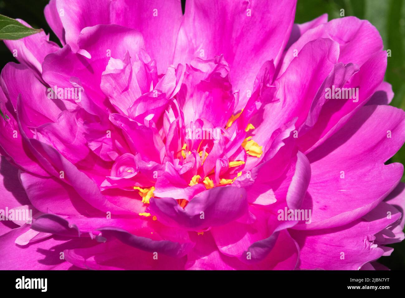 Paeonia lactiflora, Purple, Peony, Peonies, Ornamental, Flower, Petals, Bloom Stock Photo