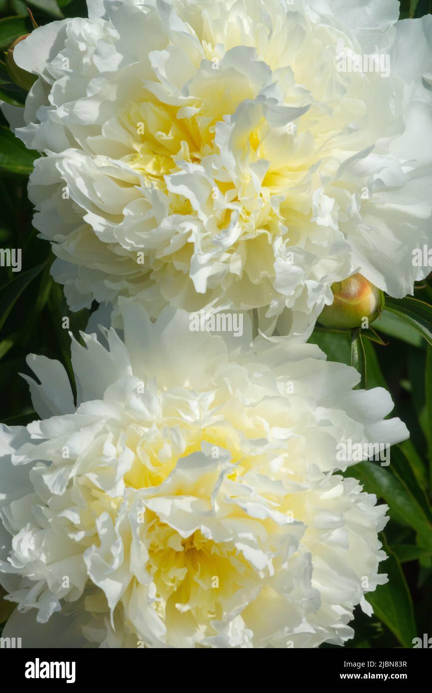 White, Paeonia lactiflora 'Solfatare', Beautiful, Herbaceous, Peony, Flowers, Ornamental, Paeonia, Blooms Stock Photo